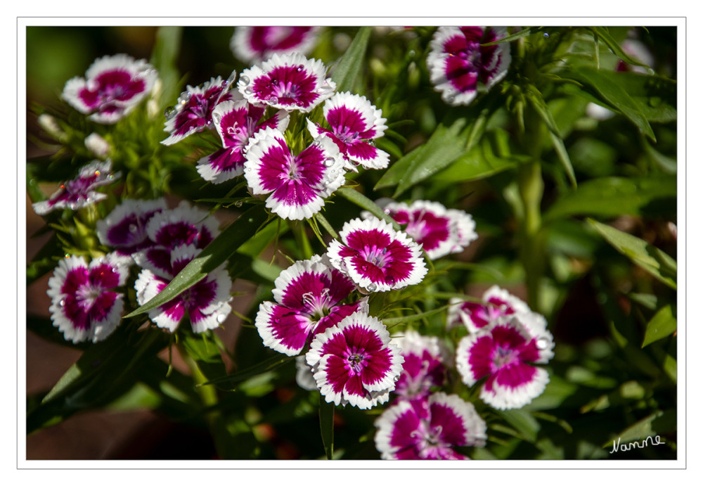 Bartnelken
(Dianthus barbatus) ist eine Pflanzenart aus der Pflanzengattung der Nelken (Dianthus) innerhalb der Familie der Nelkengewächse (Caryophyllaceae). Die Heimat der Bartnelke sind die Pyrenäen, die Ostkarpaten, der Balkan, die chinesische Provinz Jilin, Nordkorea und die südöstliche russische Region Primorje. lt. Wikipedia
Schlüsselwörter: 2026
