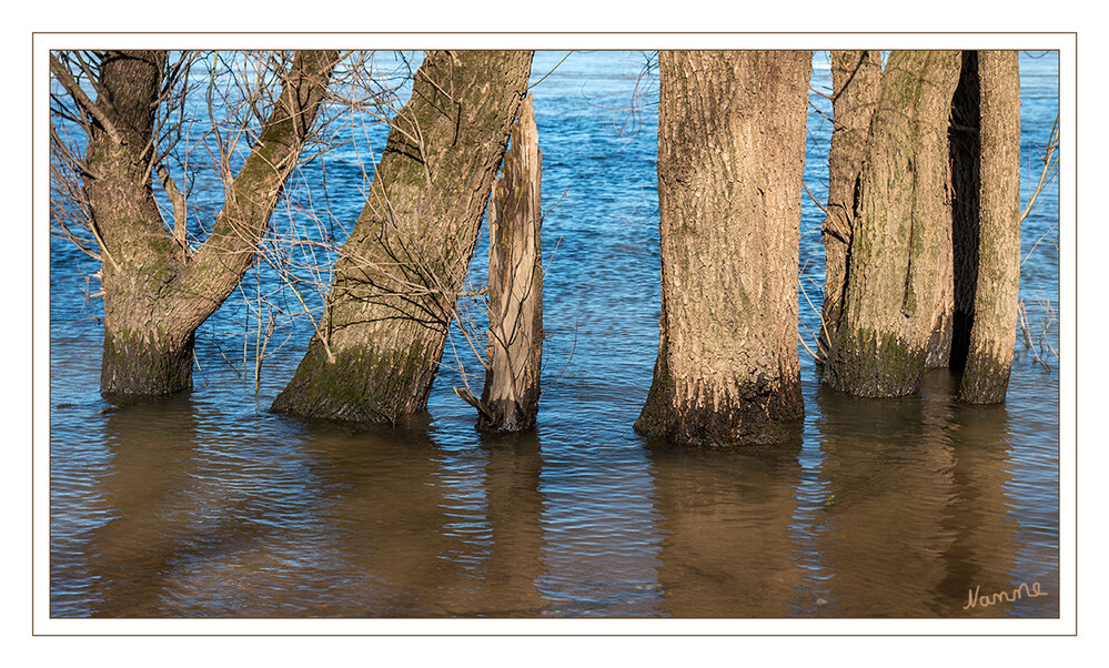 Nasse Füße
Schlüsselwörter: Baum; Wasser