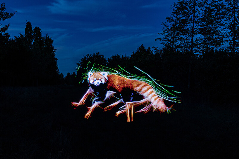 Auf Safari
Marianne
Schlüsselwörter: Lichtmalerei , Light Painting, 2020