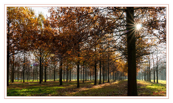 46 - Novembersonne
In der Baumschule
Schlüsselwörter: Baum, Herbst, Sonne