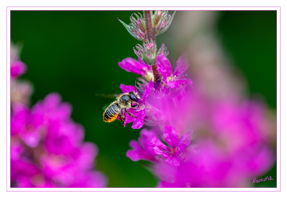 Biene am Blutweiderich
Schlüsselwörter: Biene