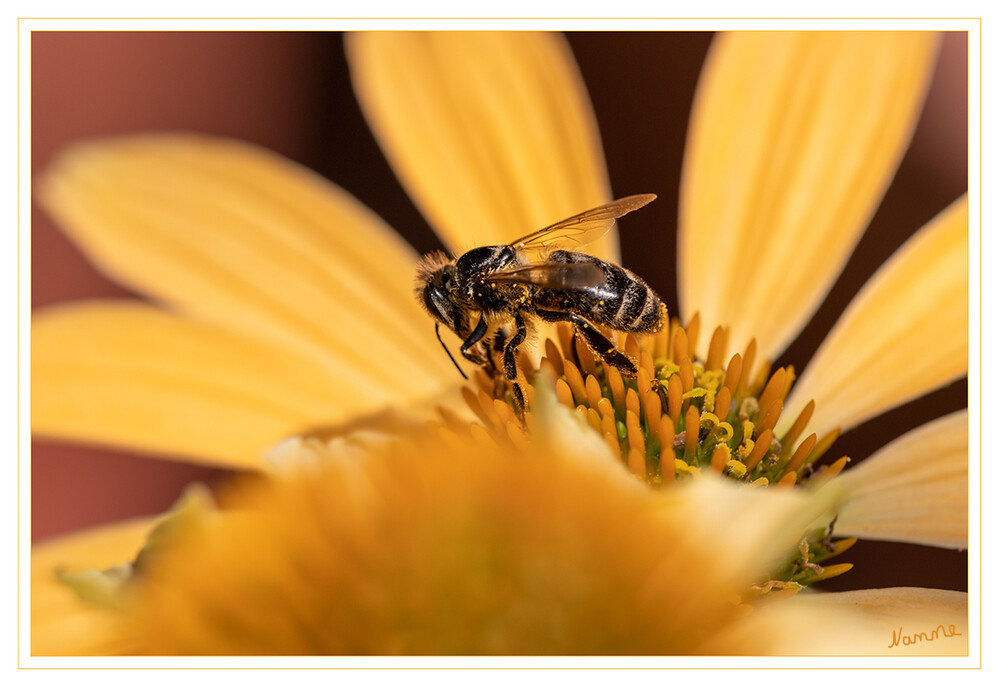 Honigbiene
Die Honigbienen sind eine Gattung aus der Familie der Echten Bienen. Die Gattung umfasst je nach taxonomischer Auffassung sieben bis zwölf staatenbildende Arten, von denen die meisten nur in Asien heimisch sind. laut Wikipedia
Schlüsselwörter: Biene