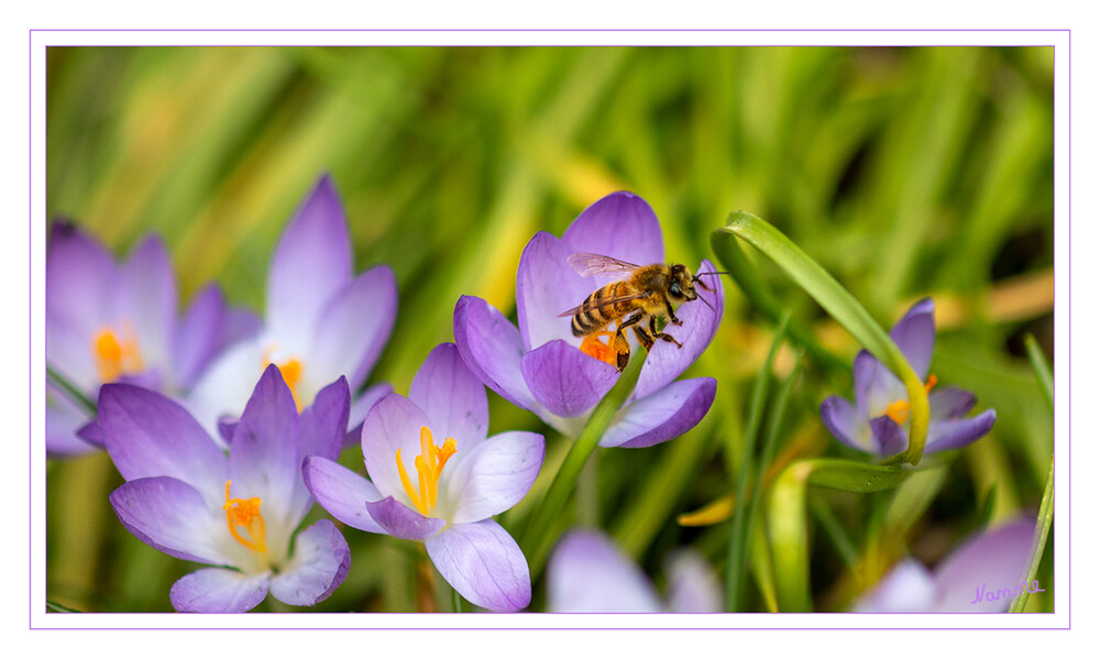 War das schon alles?
Die Sandbienen sind etwa 5 bis 18 Millimeter lang. Sie haben eine schwarze, schwarz-rote oder selten metallisch glänzende Grundfarbe. Sie sind pelzig bis spärlich behaart und tragen oft helle Haarbinden auf dem Hinterleib. Man zählt die Sandbienen zu den beinsammelnden Bienen, weil sie den Pollen mit einer Haarbürste an ihren Beinen (Hinterschiene) einsammeln. laut Wikipedia
Schlüsselwörter: Biene; Krokus; gelb