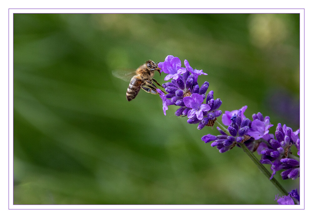 Biene auf Lavendel
Schlüsselwörter: Biene