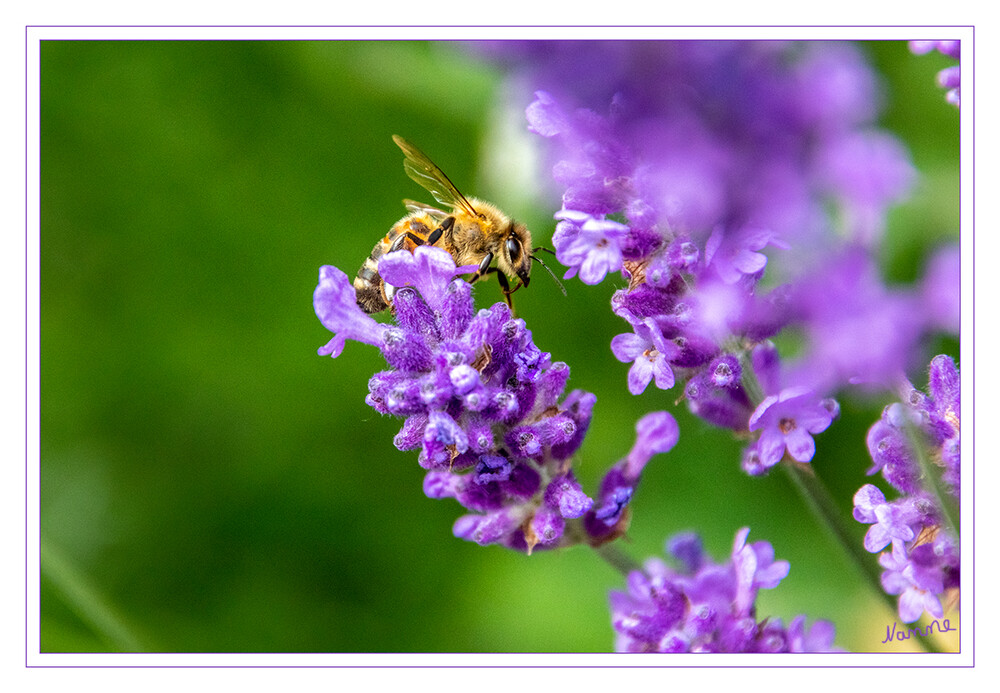 Biene auf Lavendel
Die Bienen sind eine Insektengruppe, in der mehrere Familien der Hautflügler zusammengefasst werden. laut Wikipedia
Schlüsselwörter: 2023