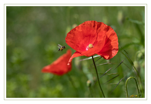 20 - Biene im Anflug
Schlüsselwörter: Biene, Klatschmohn