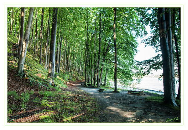 Morgens 
Der Waldweg entlang der Ostsee, soweit noch vorhanden.
Schlüsselwörter: Rügen, Binz, Strand