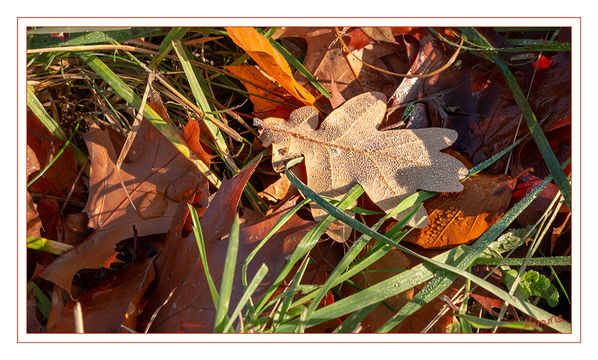 Morgens
Der Herbst ist da.
Schlüsselwörter: Sonne, Blätter, Herbst