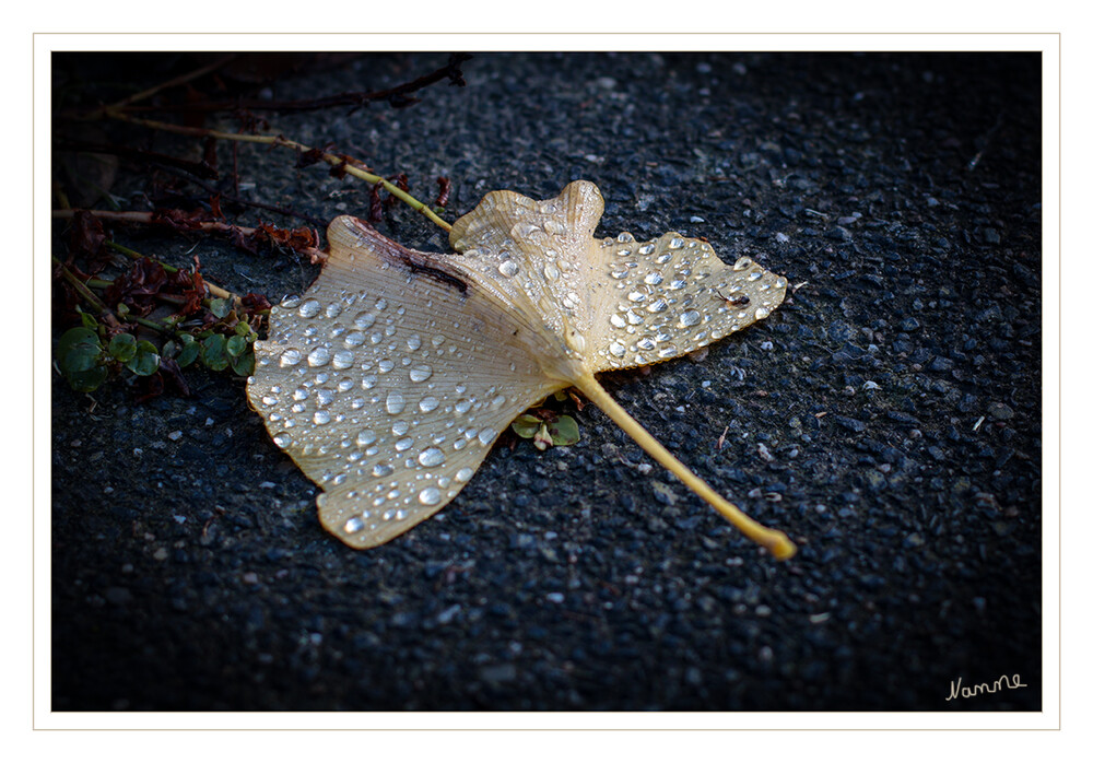 48 - Shit-Wetter-Foto
2023
Schlüsselwörter: Blatt