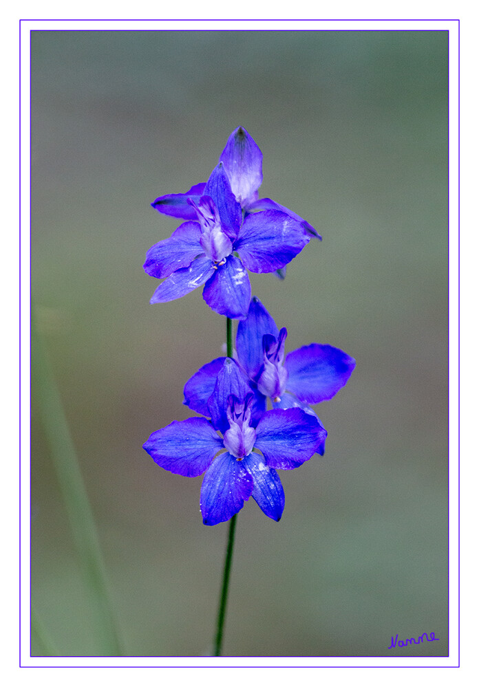 Blaue Schönheit
Schlüsselwörter: Blume; blau