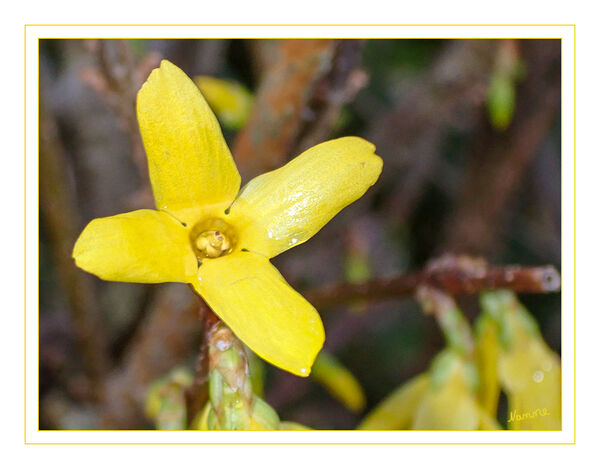 Es geht los
Der Klimawandel wirkt sich auf die Blütezeit der Forsythie aus. So setzt unter dem Eindruck der fortschreitenden globalen Erwärmung die Forsythienblüte tendenziell immer früher ein. Während die Forsythie in den frühen 1950er-Jahren etwa in Norddeutschland im Mittel noch Anfang/Mitte April ihre Blütezeit hatte, so hat sich dieser Zeitraum dort mittlerweile auf Ende März vorverlagert. Im Rheinland blüht sie im Jahr 2020 bereits Ende Februar. laut Wikipedia
Schlüsselwörter: 2020