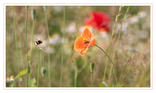 Ich komme....
Auf der Wildblumenwiese am Wegesrand
Schlüsselwörter: Hummel, Wiese, Blumen, Wegesrand