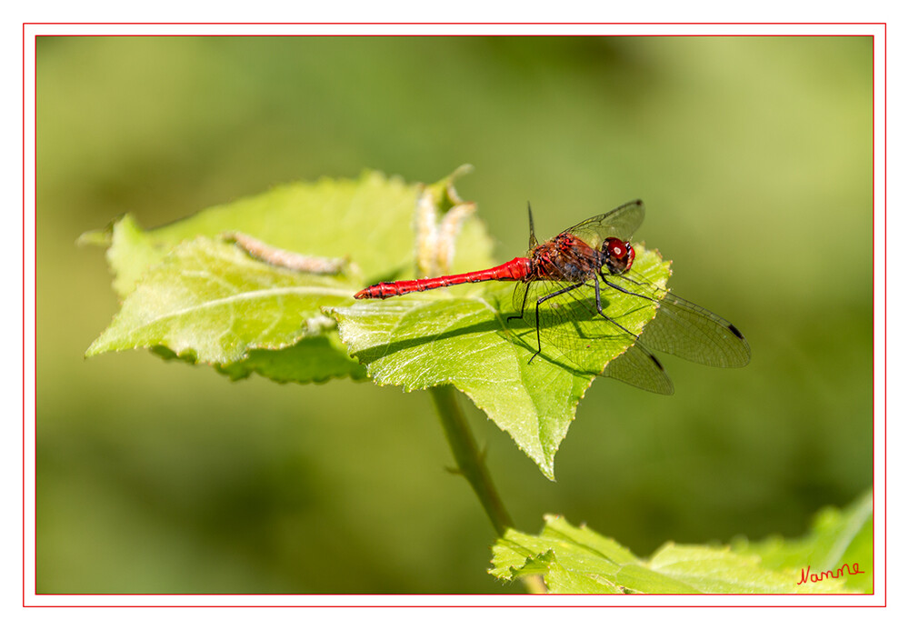 34 - Blutrote Heidlibelle
Die Art erreicht Flügelspannweiten von fünf bis sechs Zentimetern. Der Kopf, der Brustabschnitt (Thorax) und der Hinterleib (Abdomen) sind beim Männchen auffallend rot, beim Weibchen eher bräunlich-gelbrot mit schwarzer Zeichnung gefärbt, wobei gerade bei dieser Spezies aber auch rotgefärbte Weibchen nicht selten sind. laut Wikipedia
2021
Schlüsselwörter: Libelle