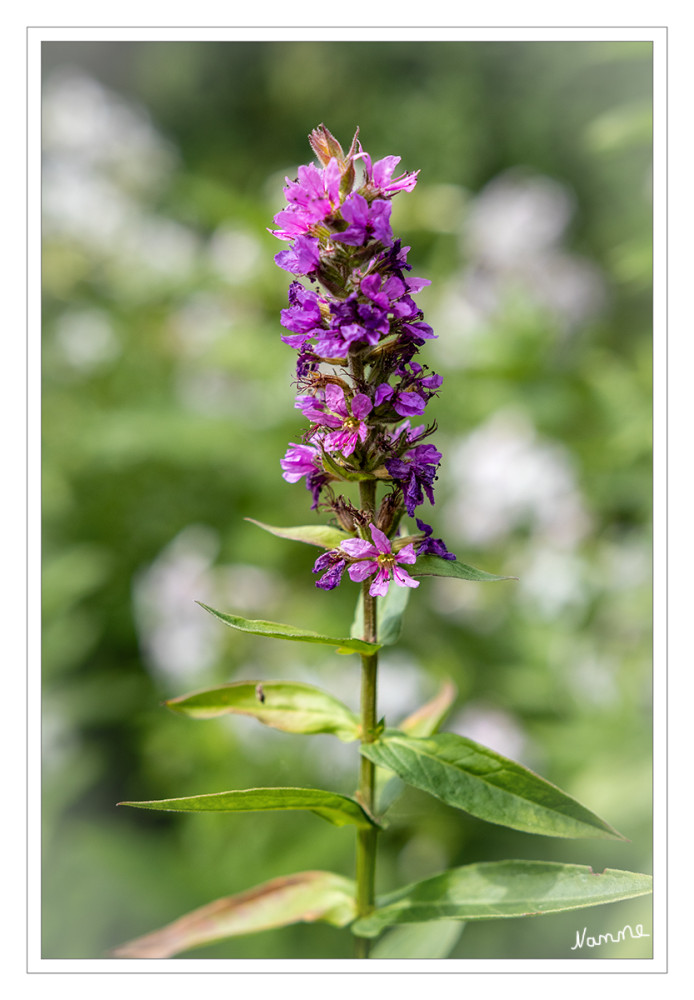 Blut-Weiderich
(Lythrum salicaria) ist eine ausdauernde, einheimische Staude aus der Familie der Weiderichgewächse (Lythraceae). Er ist in Europa und Asien weit verbreitet und wächst in staudenreichen Nasswiesen, an Gräben und Ufern sowie auf Moorwiesen auf wechselfeuchten, humosen Böden mit viel Licht oder Halbschatten.
Schlüsselwörter: 2026