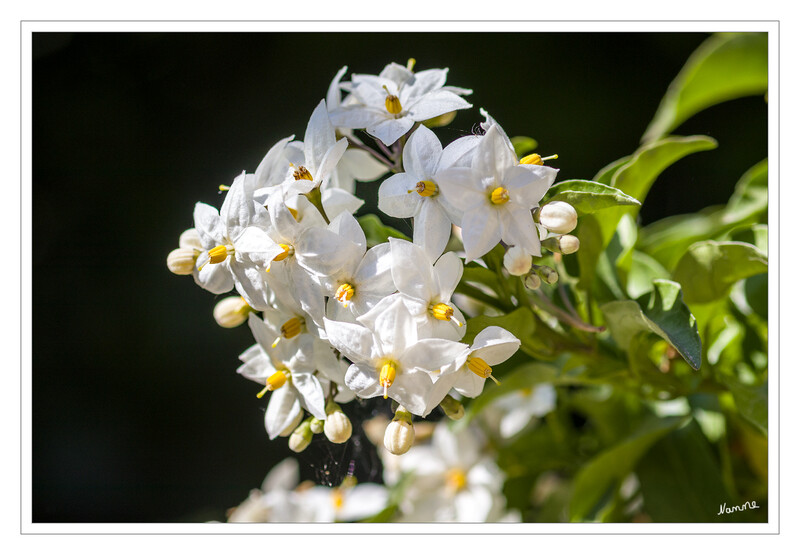 Jasmin
Ursprünglich ist der Solanum jasminoides eine Kletterpflanze, wird aber auch als Stämmchen angeboten, das im Kübel leichter zu handhaben ist.  Die reiche und zahlreiche Blüte bei Solanum jasminoides macht die Pflanze so attraktiv. Die weißen Blüten erreichen durchaus bis zu über 2 cm und wachsen in üppigen Büschen. laut lubera
Schlüsselwörter: Jasmin