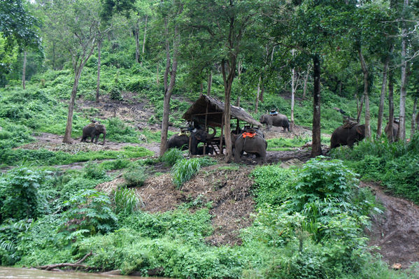 Mit dem Bambusfloß
durch den Dschungel

Die Elefanten werden nur am Vormittag zum Arbeiten eingesetzt, danach haben sie Gelegenheit, in naturnaher Weise den Nachmittag zu verbringen. Dabei werden auch und gerade die jüngeren Elefanten für die Arbeit mit einem Mahout trainiert. 
Schlüsselwörter: Thailand