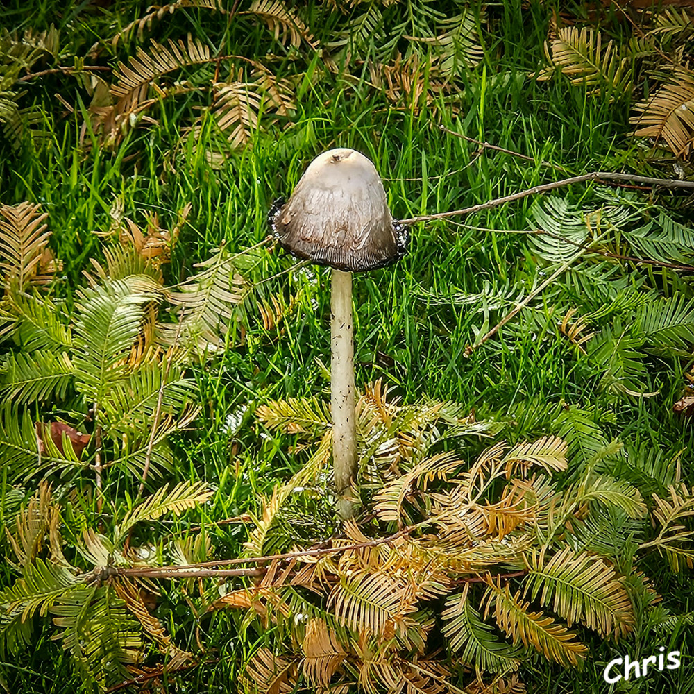 Tintling
Tinte aus Pilzen
Dafür lässt sich aus den zerfließen-den Hüten Tinte gewinnen. Damit wurde bereits vor über 300 Jahren geschrieben – die Texte sind immer noch erhalten. Im Mikroskop sind die winzigen dunklen Sporen sichtbar. So können Forschende ermitteln, aus welchen Arten die Tinte bestand. Pilz des Jahres 2024: Schopf-Tintling  lt.dgfm-ev
Schlüsselwörter: 2025