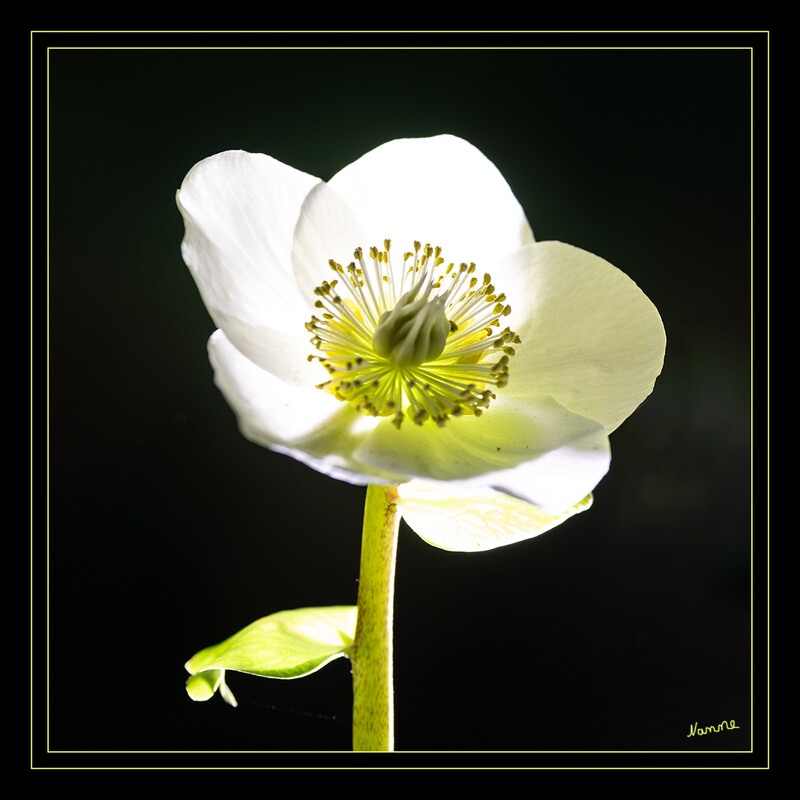 Lichtdurchflutet
Die Schneerose, genannt meist Christrose oder Schwarze Nieswurz (Helleborus niger), ist eine Pflanzenart aus der Gattung Nieswurz (Helleborus) in der Familie der Hahnenfußgewächse (Ranunculaceae). 
Der volkstümliche Name „Schneerose“ bezieht sich auf die extrem frühe Blütezeit, „Christrose“ hingegen auf die Tradition, sie so zu kultivieren, dass sich die Blüten zu Weihnachten entfalten, weswegen die Pflanze auch „Weihnachtsrose“ genannt wird. laut Wikipedia
Schlüsselwörter: Christrose;