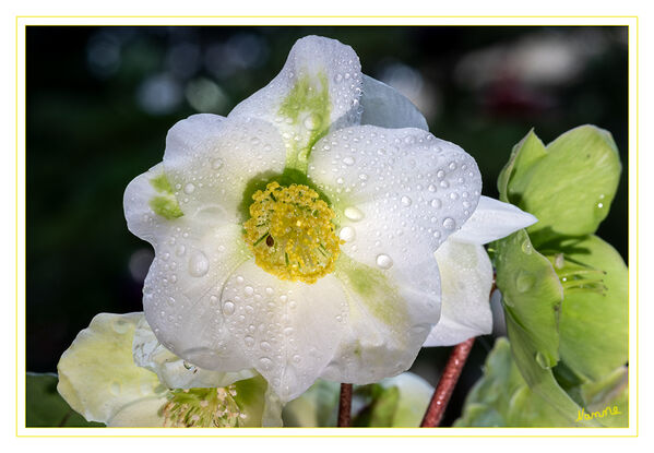 Christrose
Die Schneerose, genannt meist Christrose oder Schwarze Nieswurz, ist eine Pflanzenart aus der Gattung Nieswurz in der Familie der Hahnenfußgewächse. Diese Art und ihre Sorten mit den auffallend großen, weißen Blüten ist vor allem durch frühe Blütezeit und auch durch die Verwendung als Gartenzierpflanze bekannt.  laut Wikipedia
Schlüsselwörter: Christrose