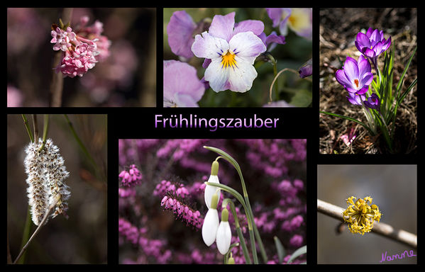 Frühlingszauber
Schlüsselwörter: Frühling; Blumen; Krokus; Hornveilchen; Zaubernuss