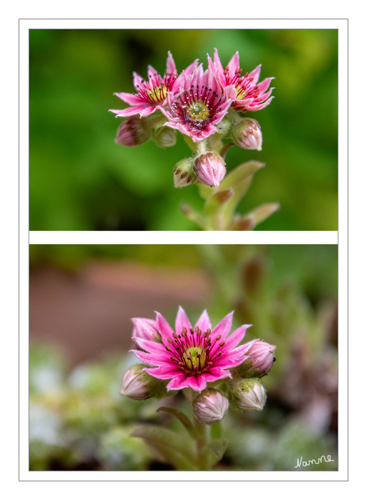 Spinnweb Hauswurz
ist eine kleinrosettige Art der Gattung der Hauswurzen (Sempervivum) innerhalb der Familie der Dickblattgewächse (Crassulaceae).
Jede Blüte hat 9 bis 12 Kronblätter. Die Blütentriebe überragen die Rosetten und erreichen eine Höhe von bis zu 18 cm. 
Die Spinnweb-Hauswurz hat ihre natürliche Verbreitung in den europäischen Gebirgen von den Pyrenäen bis in die Ostalpen und südlich bis in die Apenninen und Korsika. Sie wächst häufig auf Felsen, Felsschutt, Weiden und Wiesen. lt. Wikipedia
Schlüsselwörter: 2026