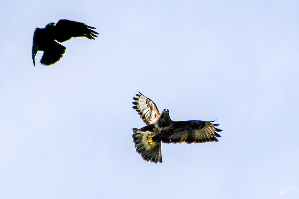 Luftkampf
Rabenkrähe attackiert Bussard
