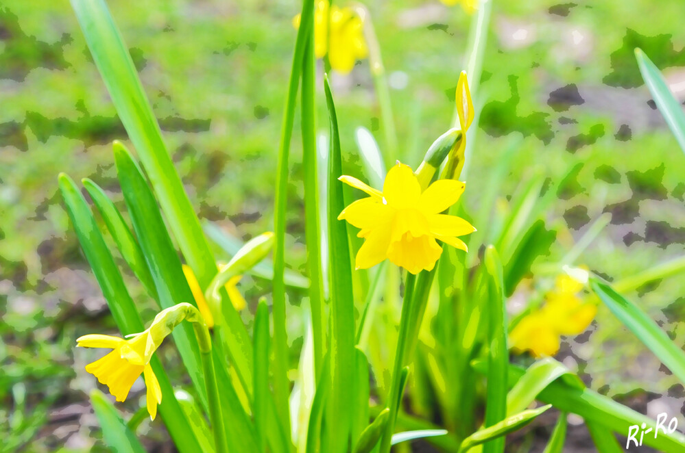 Osterglocken
Die Osterglocken sind bearbeitet als Aquarell. In strahlendem Gelb u. mit anmutiger Beschwingtheit u. Grazie verkünden Narzissen alljährlich den Frühling. Die frühesten blühen bereits im Februar, die spätesten Anfang Juni. (gaissmayer.de)
Schlüsselwörter: 2024