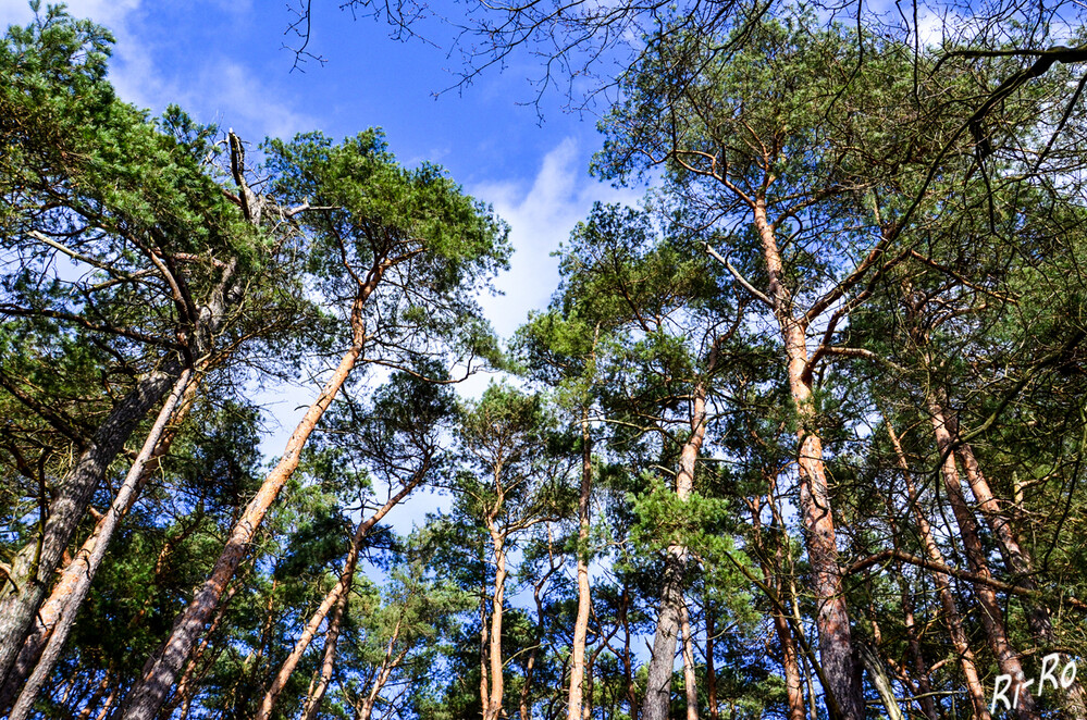 Kronen
Der Wasserhaushalt lässt sich als signifikante Steuergröße für den Kronenzustand der Waldkiefer identifizieren. (waldwissen.net)
