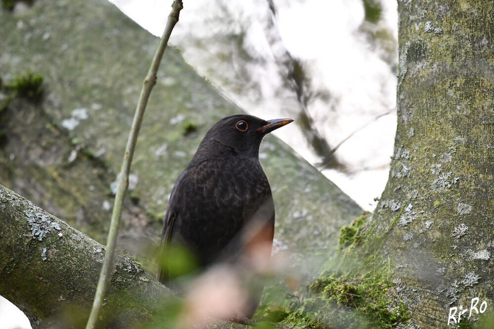 Im Baum
Die Amsel ist sehr musikalisch. Sie ist bekannt für ihre wunderschöne Stimme u. ihre fröhlichen, unbeschwerten Melodien. Amsel-Männchen schwarz mit orange-gelbem Schnabel. Weibchen dunkelbraun. (tierchenwelt)
