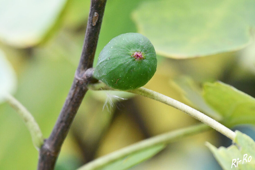Feige
Nicht ausgereifte Früchte lässt man im Herbst am Feigenbaum hängen. Kleine Früchte (bis circa daumengroß) reifen bei trockener, kalter Überwinterung im nächsten Jahr. (poetschke)

 
