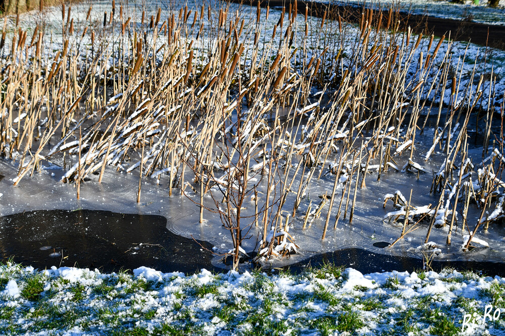 Rohrkolben im Winter
sind unkomplizierter Bewohner von Ufern u. Sumpfzonen.
Schlüsselwörter: 2024