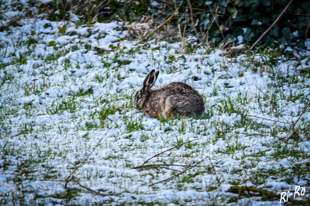 Hase
er ist auch im Winter sehr aktiv. Um optimal getarnt zu sein, lassen sich die Tiere einfach einschneien. (klexikon)

Schlüsselwörter: 2024