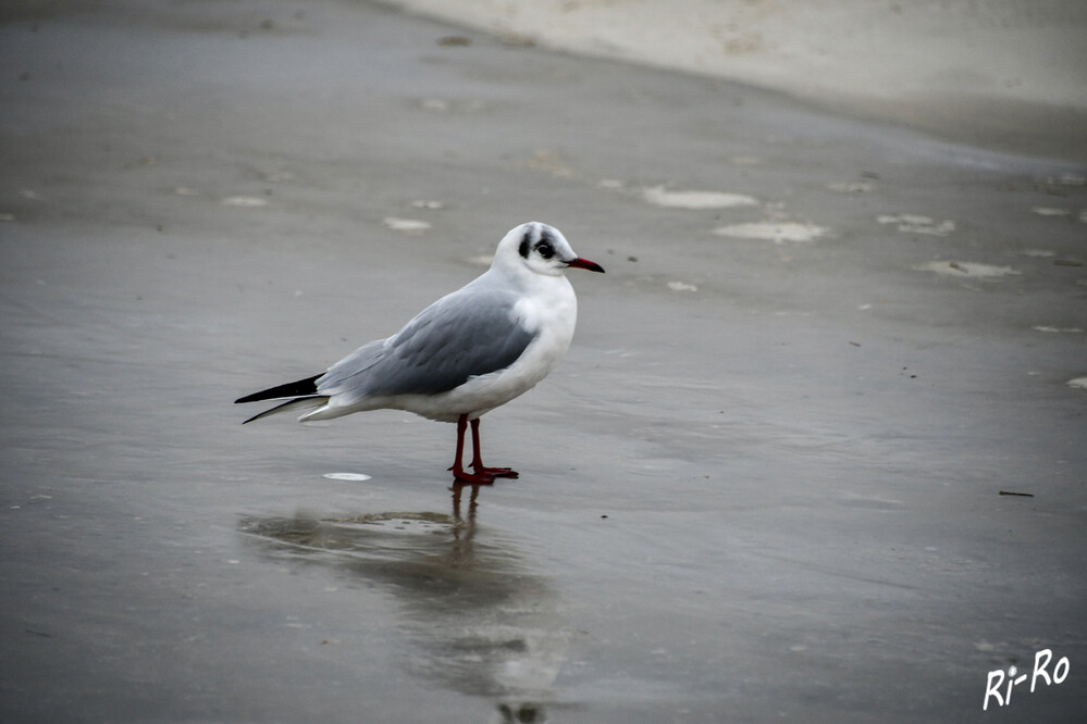 On ice
Lachmöwe auf gefrorenem Sandstrand sicher gelandet.
