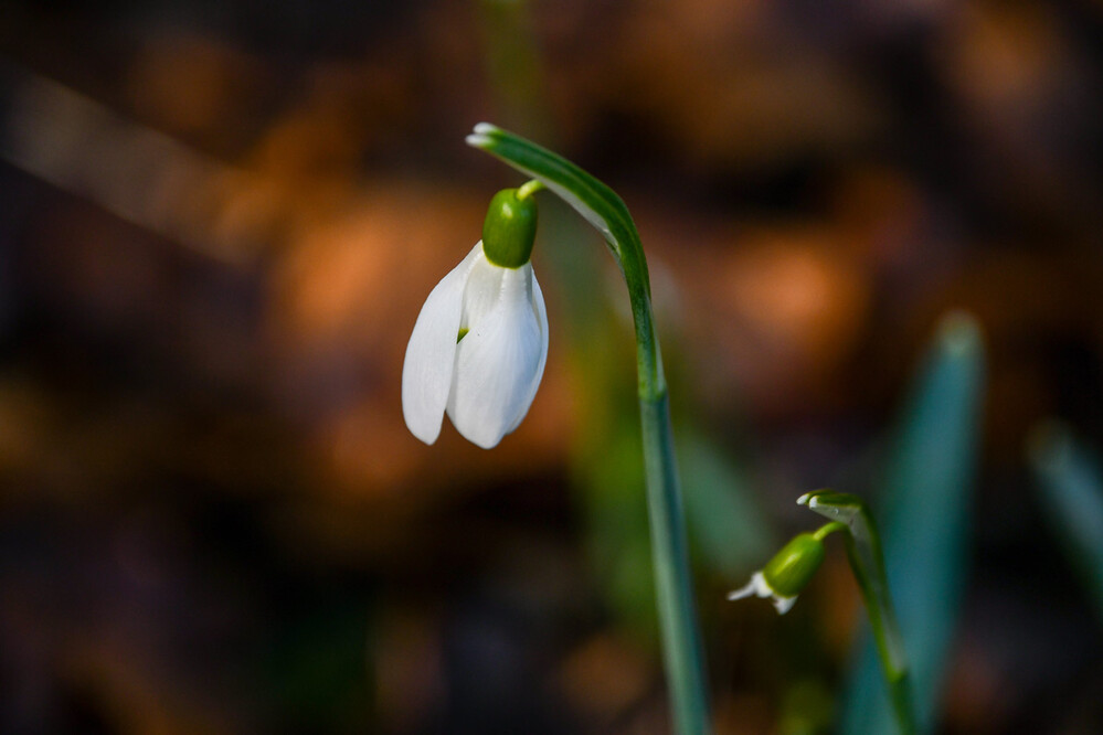 Erste Gartenboten
im neuen Jahr. Galanthus bedeutet so viel wie Milchblüte. Und das ist für das Schneeglöckchen mit der weißen Blüte wirklich passend. (selbst.de)

 
Schlüsselwörter: 2024