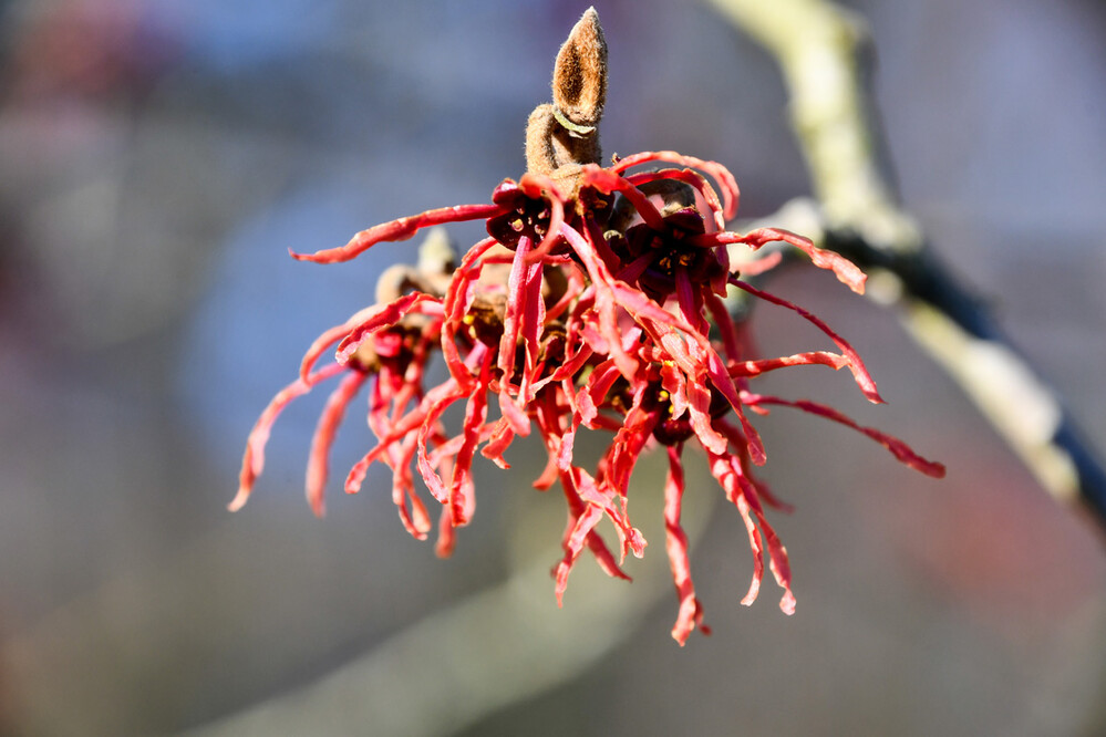 Zaubernuss
die Zaubernuss ist ein ganz besonders schönes Ziergehölz. Sie gehört zu den frühesten Blühsträuchern des Jahres. (native-plants).
Schlüsselwörter: 2024