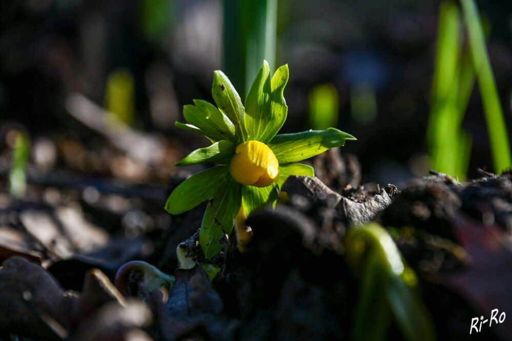 Farbtupfen
Winterlinge erfreuen ab Ende Januar Menschen u. die ersten Insekten mit ihren gelben Blüten. (mdr.de)
Schlüsselwörter: 2024