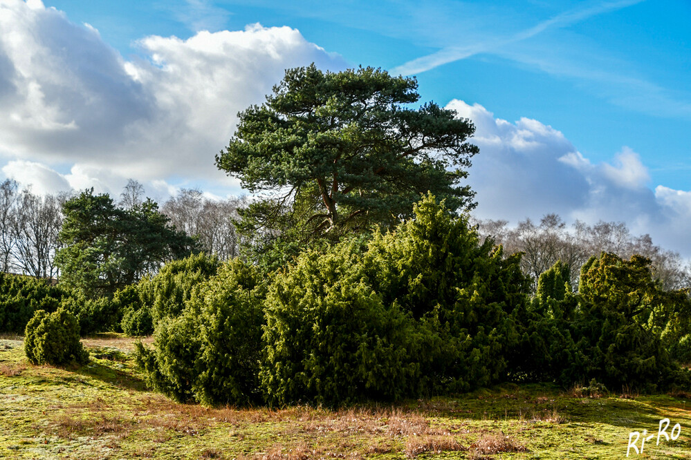   Sonniger Tag im Winter
Einige andere Arten von Wacholder sind nicht ganz so frostverträglich, aber Temperaturen bis -20 °C oder -30 °C sind normalerweise unproblematisch. (naturadb.de)
