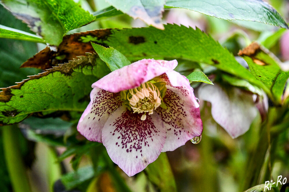 Christrosen 
sind strahlende Blütenwunder, die im Winter blühen. Es gibt sie in verschiedenen Sorten. (mein-schoener-garten) 
