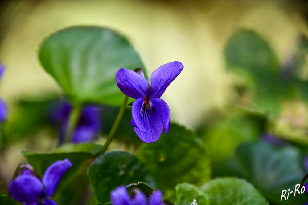 3 - Waldveilchen
Wie kleine violette Äuglein blinzeln die Veilchen im Frühling aus dem Gras. In der Antike war es eine heilige Blume u. dem Gott Pan geweiht.
(heilkraeuter.de)
