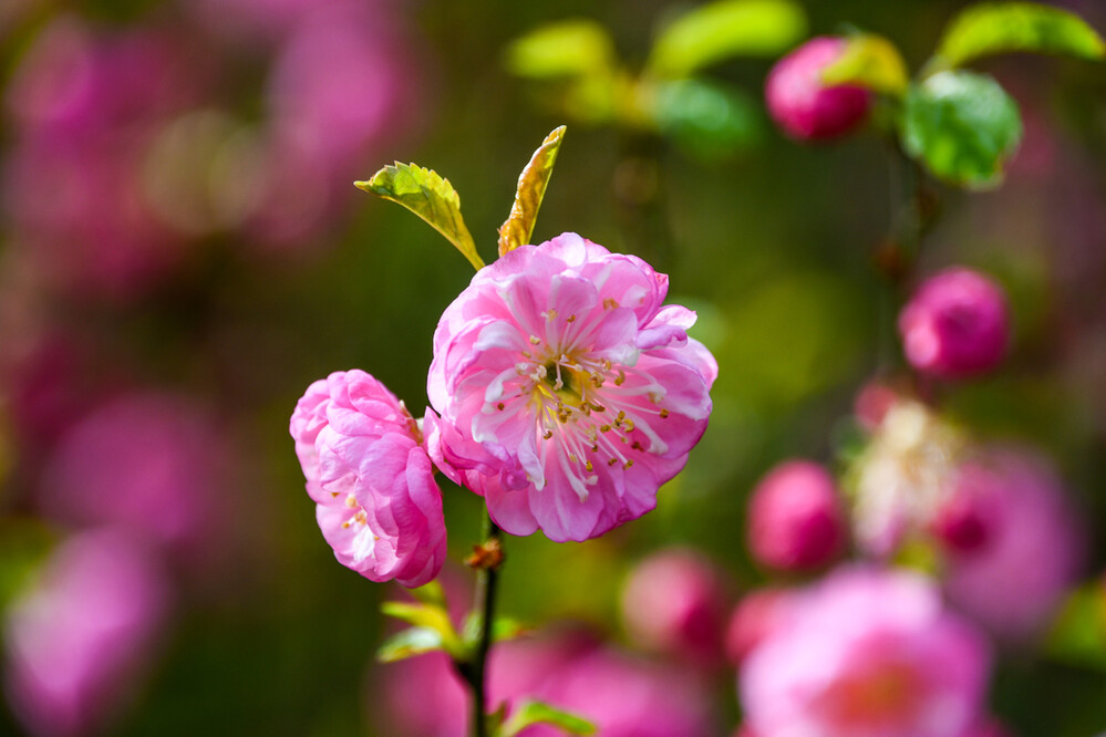 Mandelstrauch
ist ein dicht verzweigter Strauch, dessen rosa Blüten gefüllt u. rüschen artig sind. (pflanzen-koelle.de)
