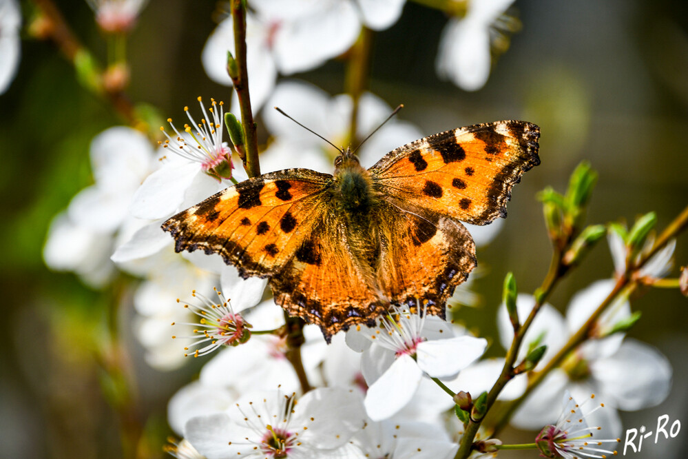   Erster in diesem Frühjahr
Den Kleinen Fuchs kann man bei warmen Temperaturen schon ab März antreffen. Dieser Schmetterling ist wunderbar an den blauen Flecken am Flügelrand zu erkennen. (insektenbox.de)
Schlüsselwörter: 2024