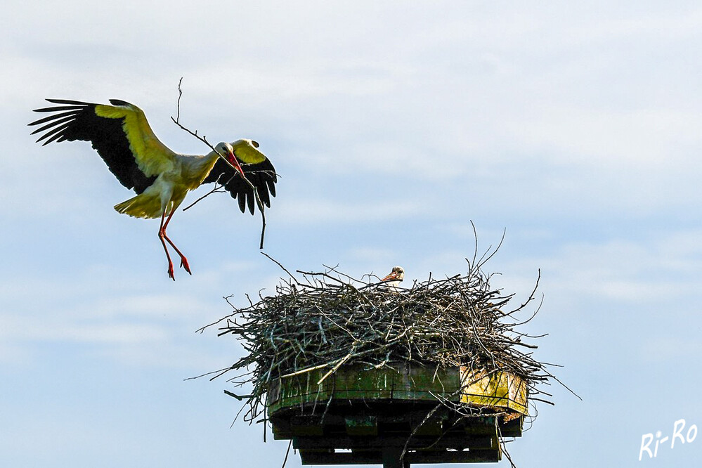 Ausbesserung
das Baumaterial wird in unmittelbarer Nähe zum Horst gesucht. Während des Fluges mit Baumaterial im Schnabel ist der Hals des Storchs nicht immer wie gewohnt nach vorn gestreckt. So kann der Storch besser über das zu transportierende Material hinwegsehen. (stoerche.de) 
Schlüsselwörter: 2024