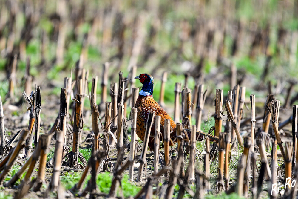 Fasan
dieser farbenprächtige Vogel, oft ein Schmuckstück unserer Wälder und Felder, ist nicht nur ein Augenschmaus, sondern birgt auch viele spannende Geheimnisse. (vogel-steckbriefe)
