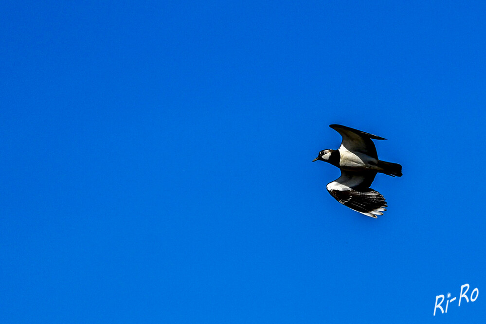 5 - Der Kiebitz
ist zum Vogel des Jahres 2024 gewählt worden. Wie der Naturschutzbund Deutschland mitteilte, setzte sich der gefährdete Bodenbrüter bei der Auswahl durch. (tagesschau.de)
