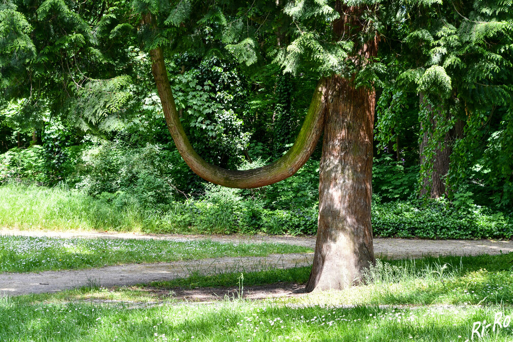 Laune der Natur
Schlüsselwörter: 2024