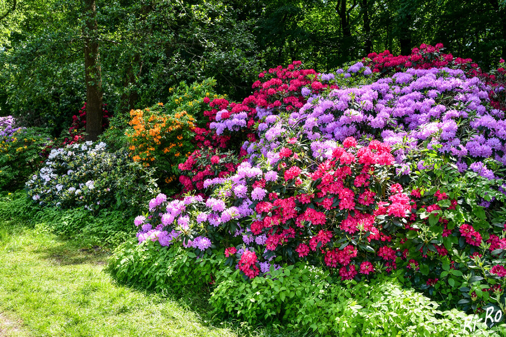 Farbig
Die blütenreichen Rhododendron u. ihre kleineren Verwandten, die Azaleen, sind zurecht eine der beliebtesten Garten- u. Parkpflanzen. Durch ihre wunderschönen Blüten, sind Sie eine wahre Pracht. (pflanzmich)
Schlüsselwörter: 2024