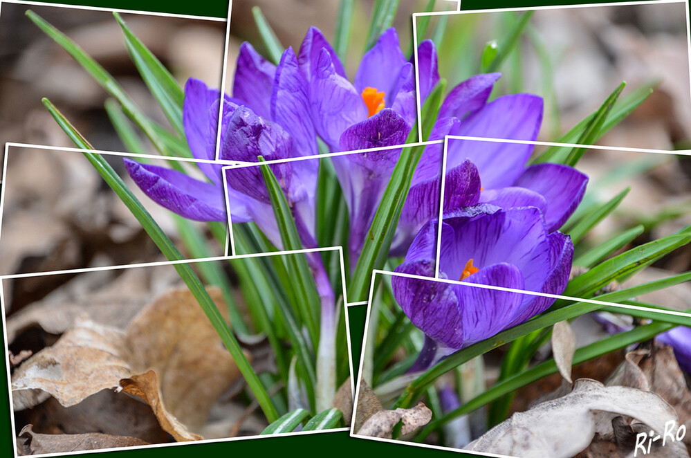 Krokus
Der Krokus wächst auf der ganzen Welt in etwa 80 verschiedenen schönen Arten. Er ist eine mehrjährige Knollenpflanze u. giftig. Wuchshöhe bis zu 15 cm. (krokussnet)
Schlüsselwörter: 2024