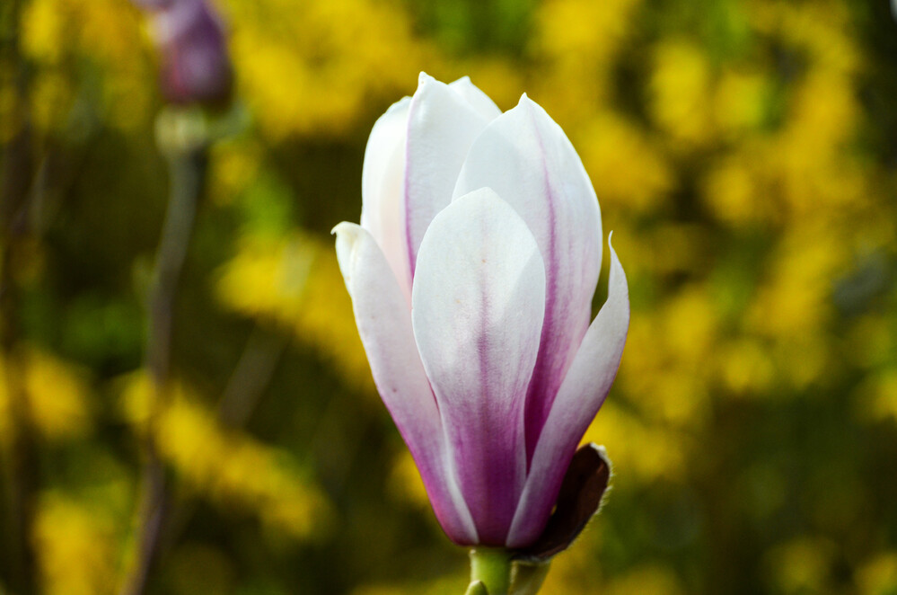 Leicht geöffnet
Die etwa 230 bekannten Magnolienarten zählen allesamt zu der Familie der Magnoliengewächse, zu der außerdem auch die besonders in China verbreiteten Tulpenbäume gehören. (gartenjournal.net)
Schlüsselwörter: 2024