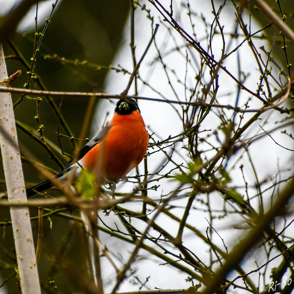 Farbenprächtiger Vogel
der sich durch einige charakteristische Merkmale auszeichnet. Auffällig ist sein kräftiger Körperbau mit einer Größe von etwa 15 bis 18 Zentimetern. Der Gimpel, auch bekannt als Dompfaff, ist mehr als nur ein hübscher Vogel. Er ist ein Meister der Anpassung, dessen Lebensweise u. Brutverhalten ein Spiegelbild der Harmonie in der Natur sind. (voegel-im-garten)

 
