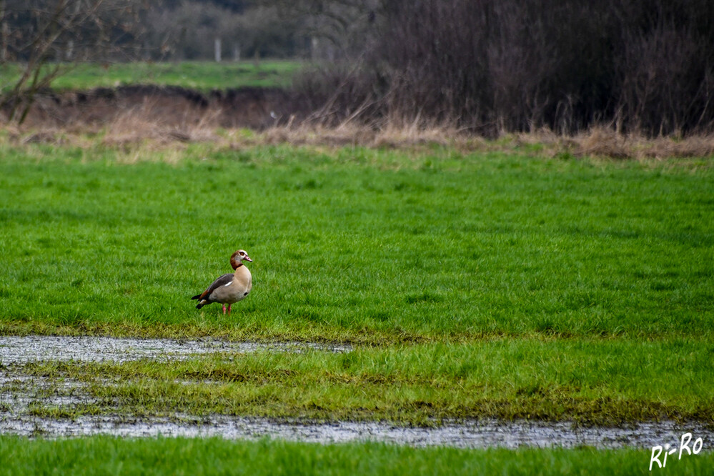 Auf der Wiese
Die Nilgans ist eine afrikanische Halbgans. Bis in das 17. Jahrhundert verlief die nördliche Verbreitungslinie der Art durch Ungarn u. Rumänien. (avi-fauna.info)
